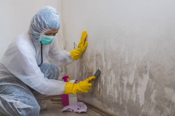 Best Industrial Mold Remediation  in South Patrick Shores, FL