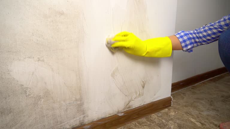 Best Attic Mold Removal  in South Patrick Shores, FL