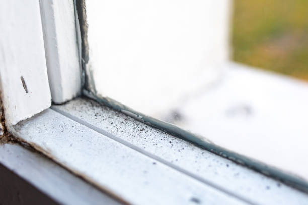 Professional Mold Removal in South Patrick Shores, FL