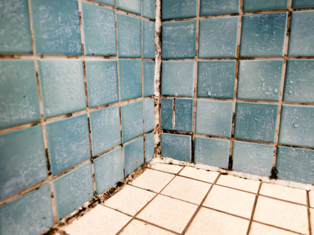 Best Mold Remediation for Healthcare Facilities  in South Patrick Shores, FL