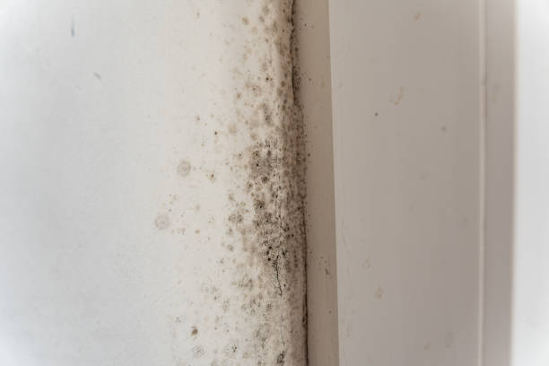 Best Black Mold Removal  in South Patrick Shores, FL