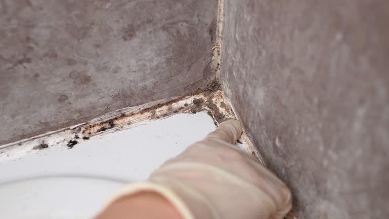 Best Mold Prevention Services  in South Patrick Shores, FL