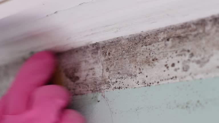 Best Biohazard Mold Removal  in South Patrick Shores, FL